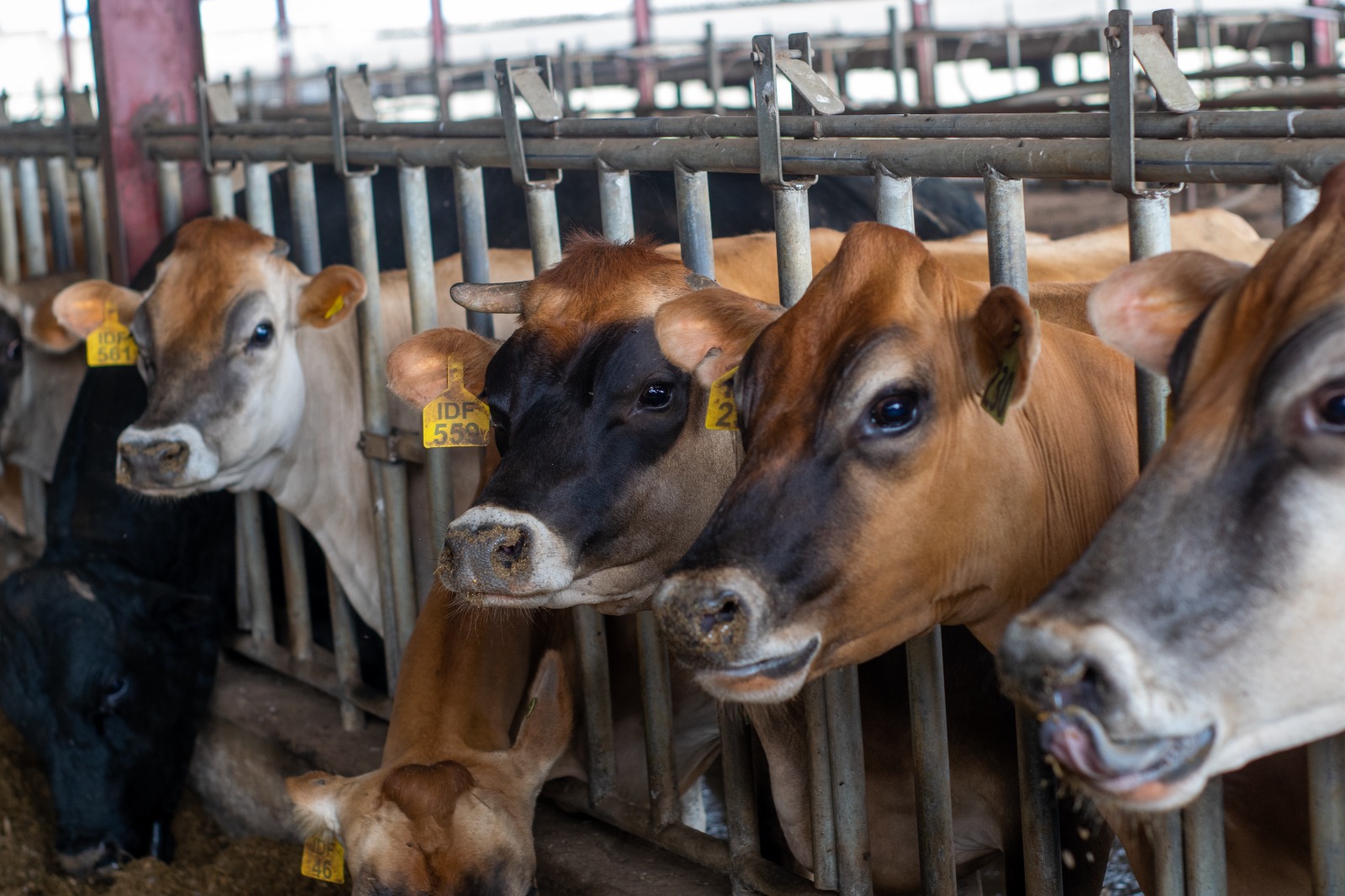 Promasidor’s Investment Boosts Local Milk Production, Supports National Dairy Development Goals